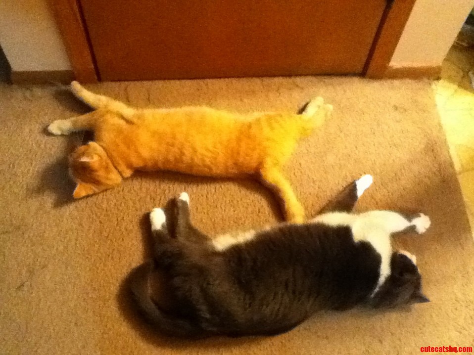 I Didnt Get to See These Guys on Cat Day