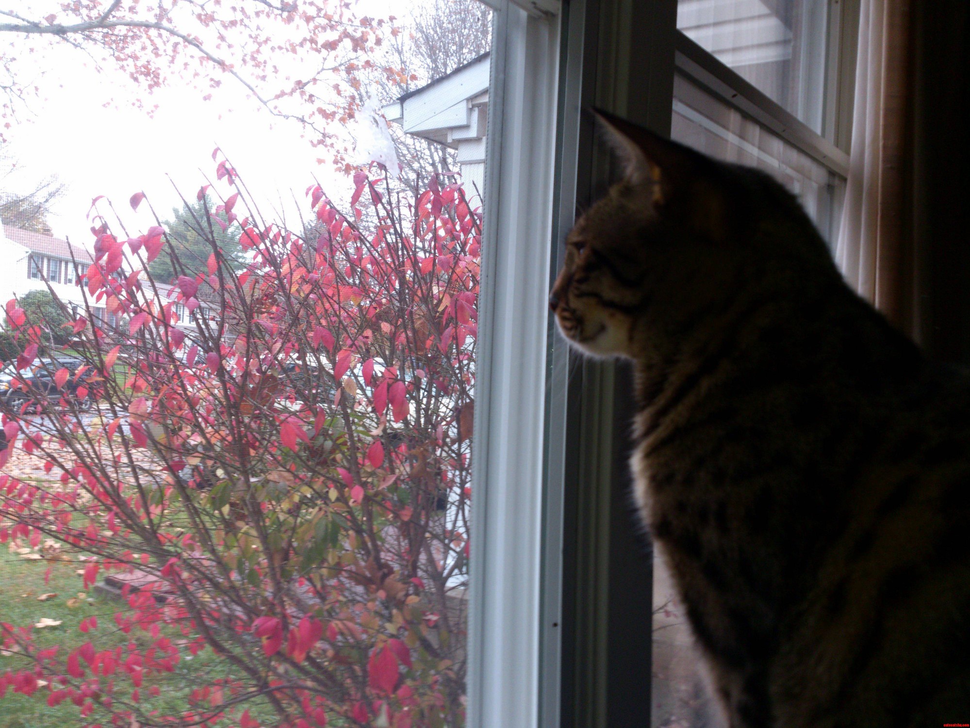 I Find This Picture So Peaceful. My Little Watchcat Achilles.