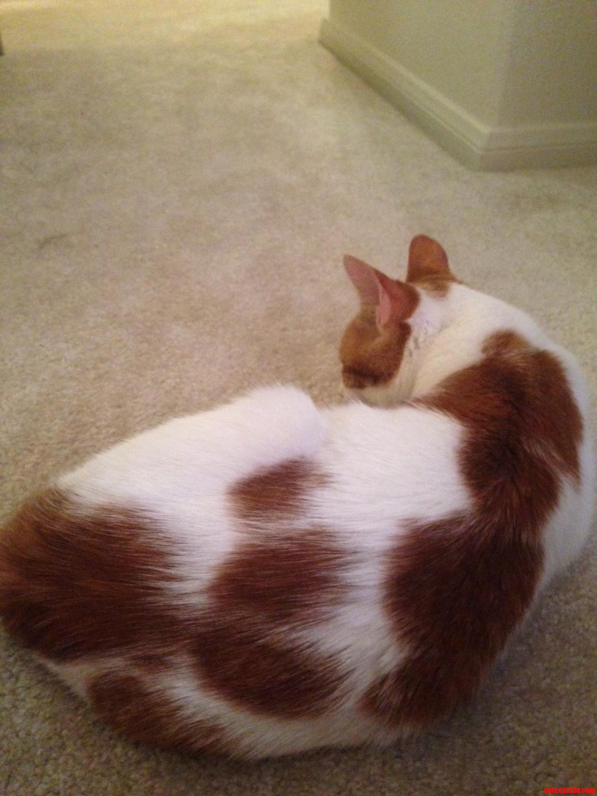 I Found a Cat Yesterday Whos Owner I Am Actively Searching for and I Was Wondering What Kind of Cat It Is. Any Ideas
