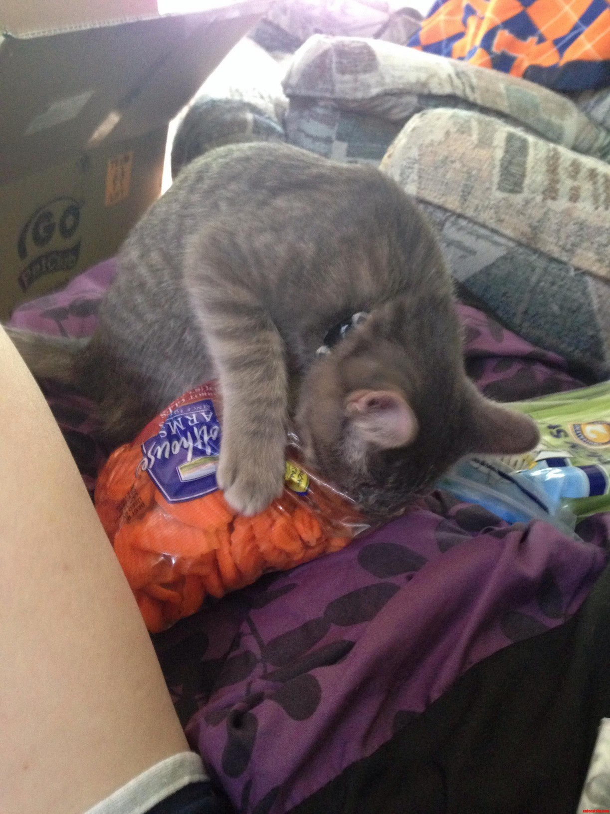 I Gave Him a Bit of Carrot to Try and Looked Over a Minute Later to Find This.