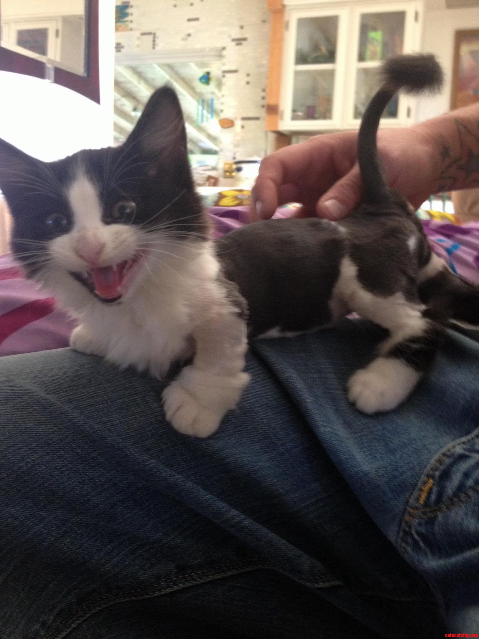I Gave My Long-haired Munchkin Kitten a Poorly Executed Lion Cut.