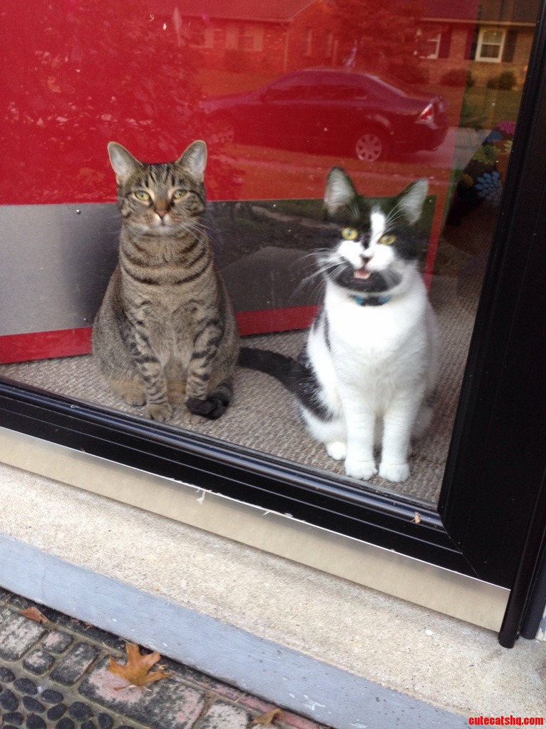 I Get Greeted Home by These Two Fur Babies After Work Everyday- Delilah and Fiyero