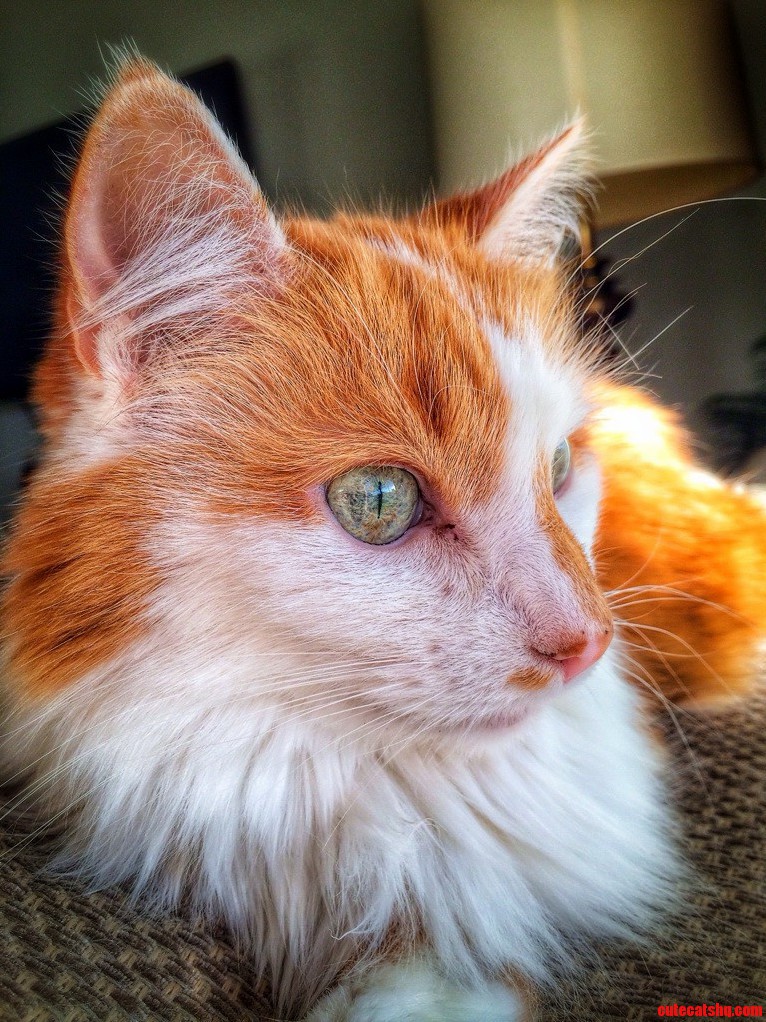 I Give You My Grandmas Cat Caramel.
