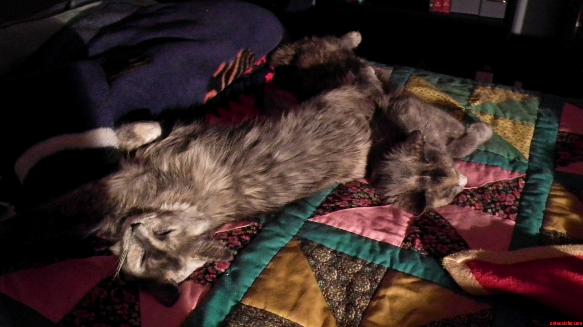 I Go Lie Down in Bed Just to Find These Two Have Already Taken Over
