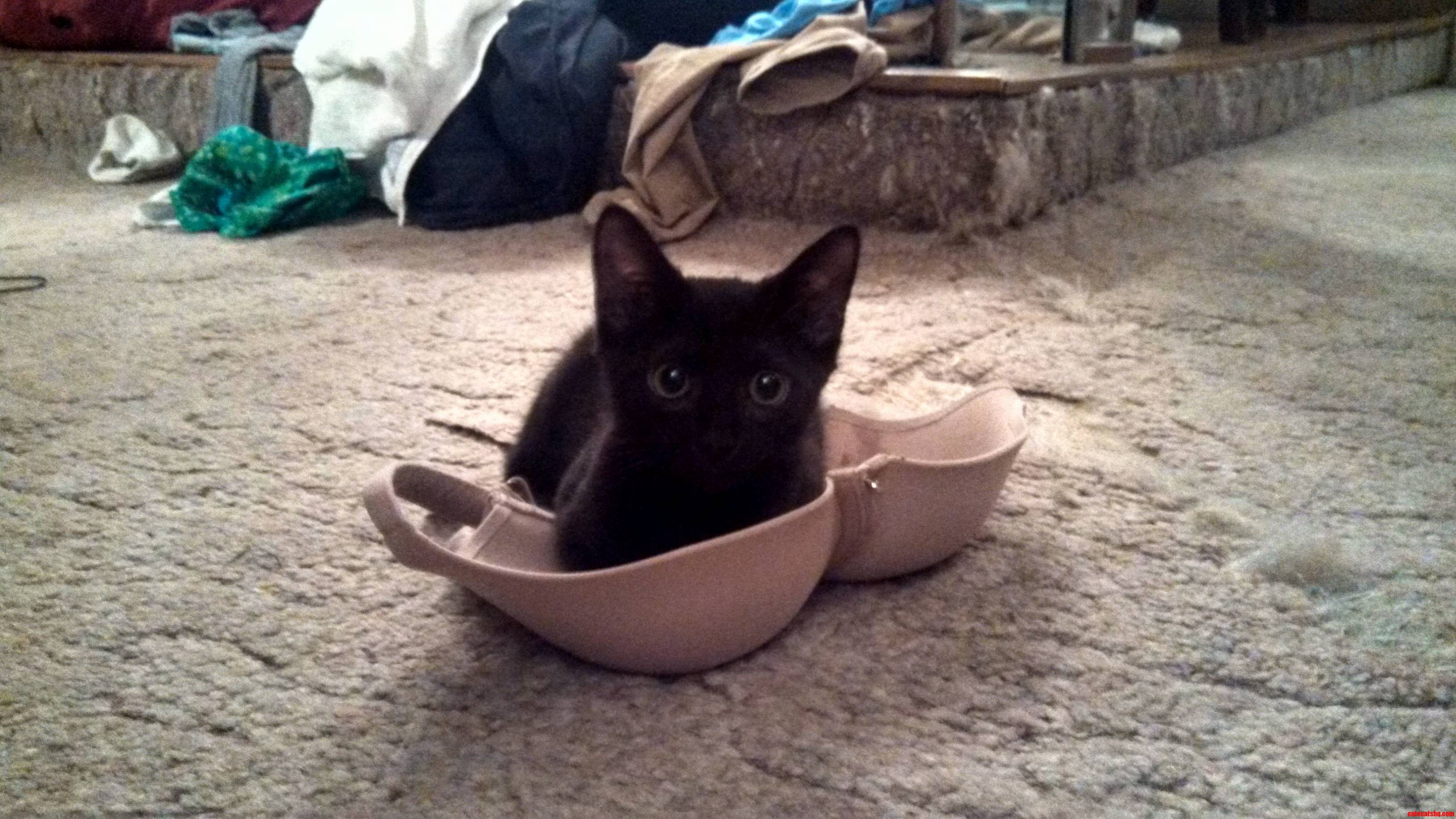 I Guess Maya Found a Comfy Spot. Cant Say I Blame Her...