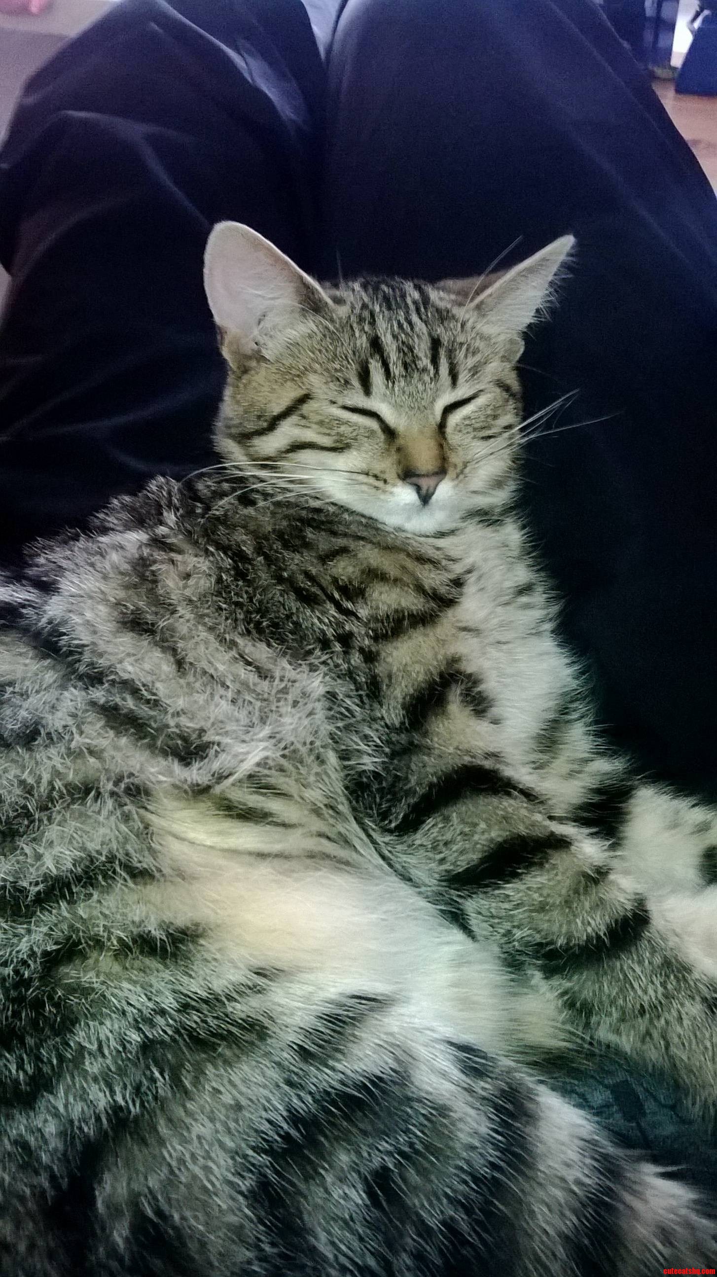 I Guess Shes Just Tired from Cat Stuff