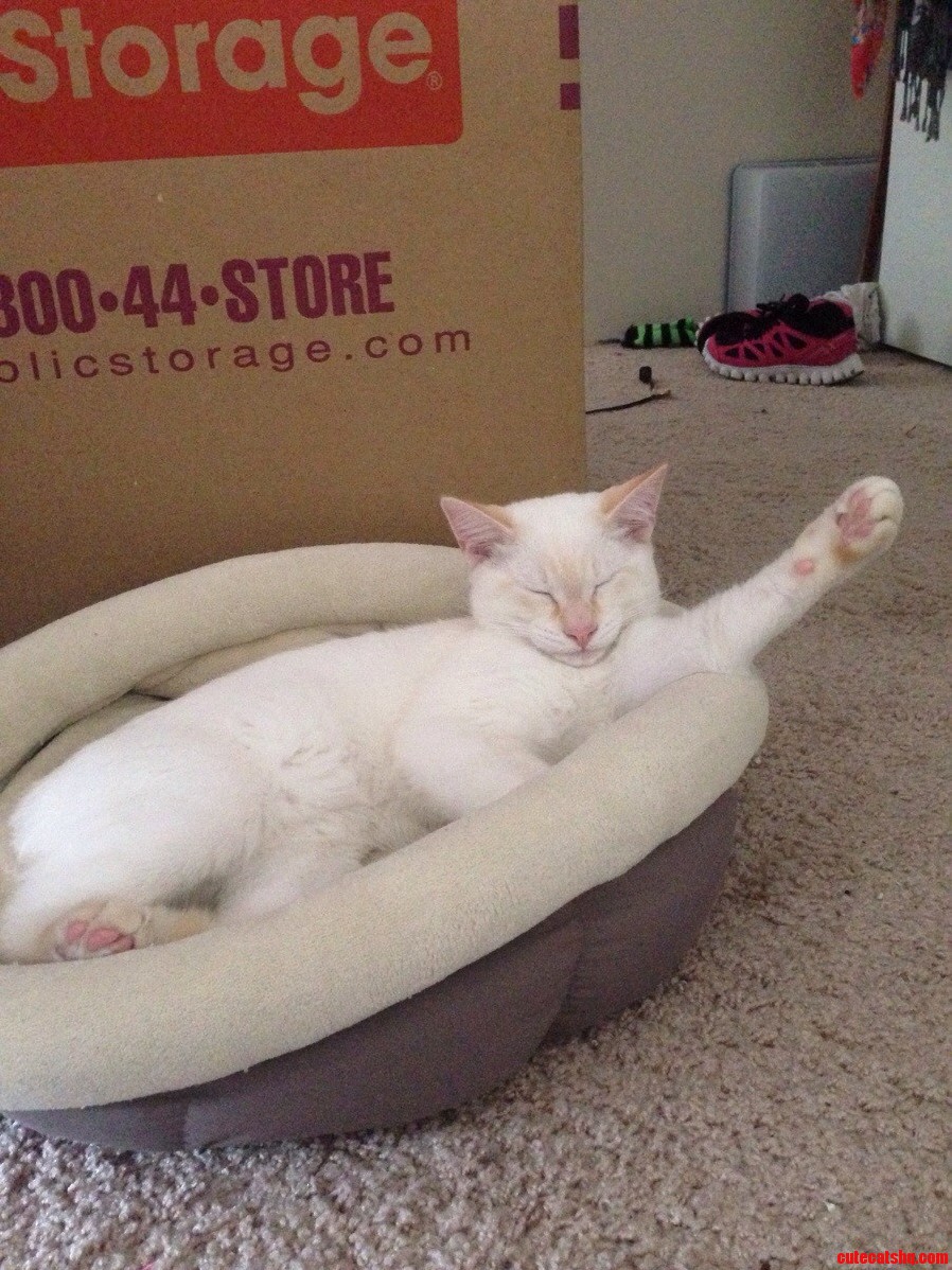 I Has a Question