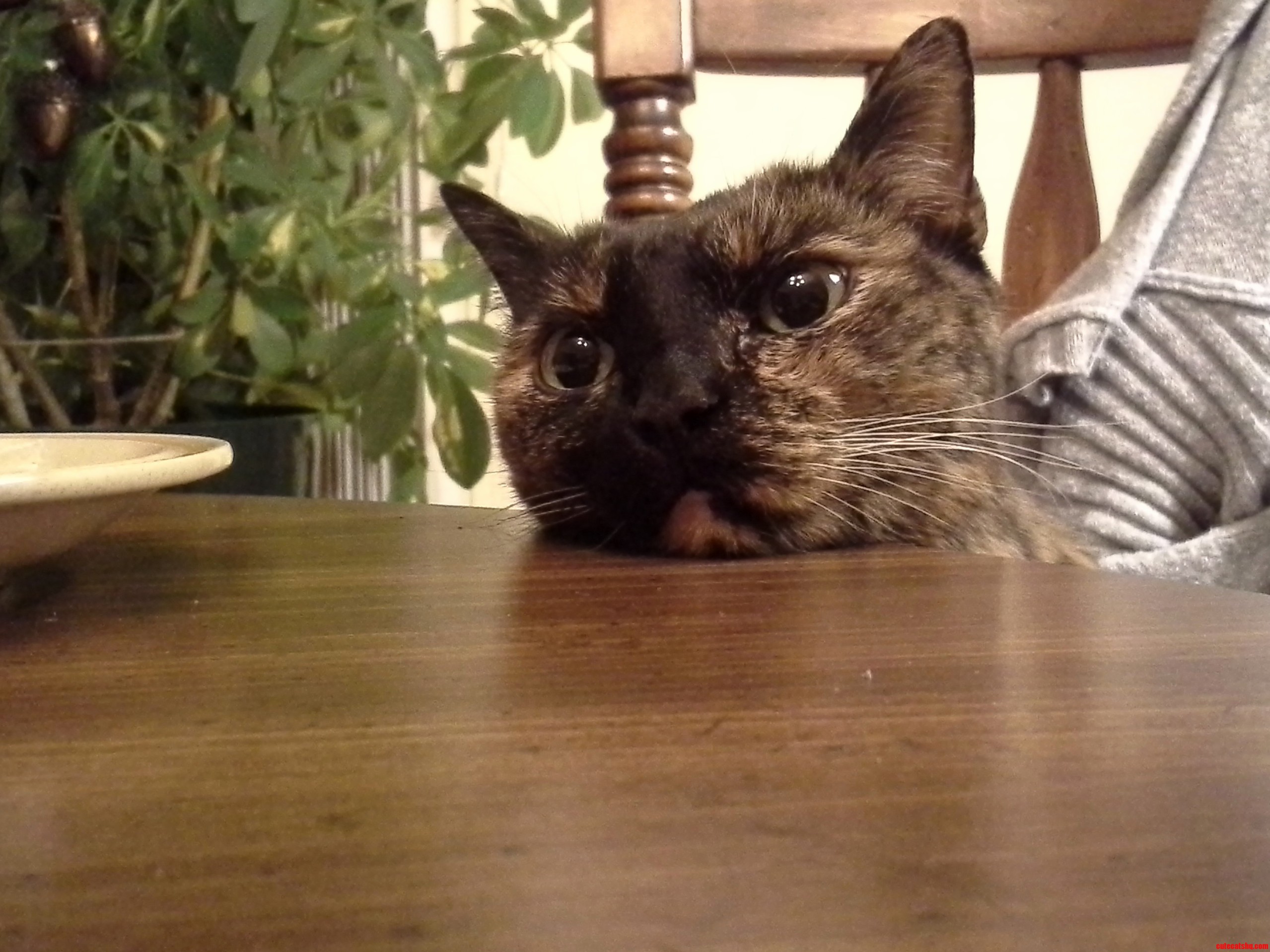 I Have to Look at This Face Every Time I Eat Breakfast.