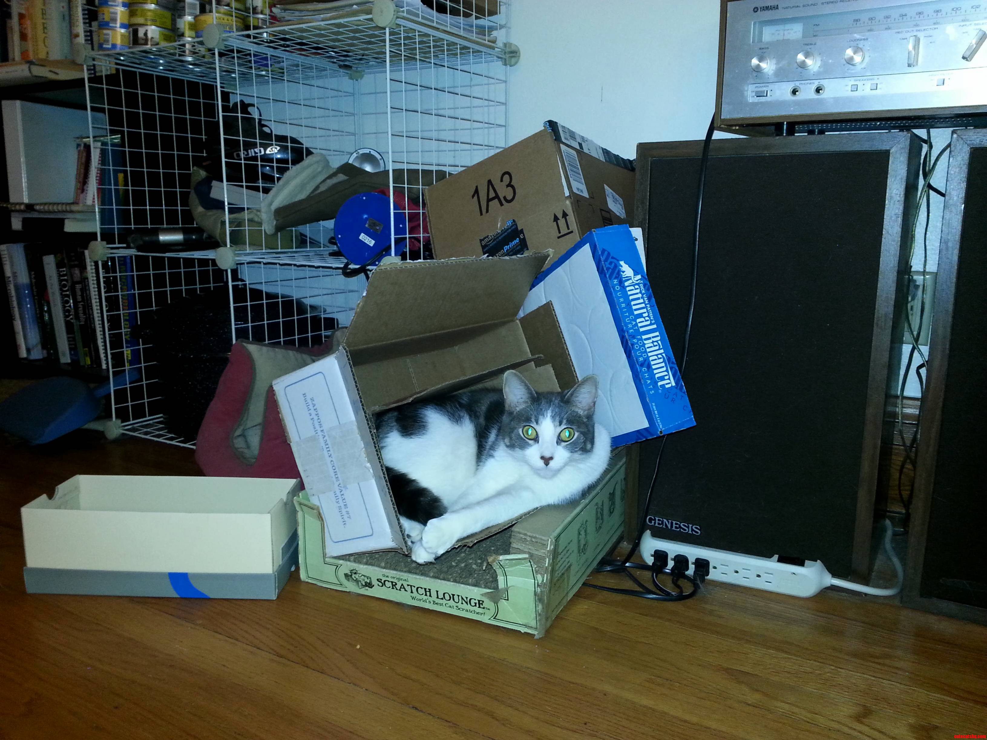 I Haz Boxes