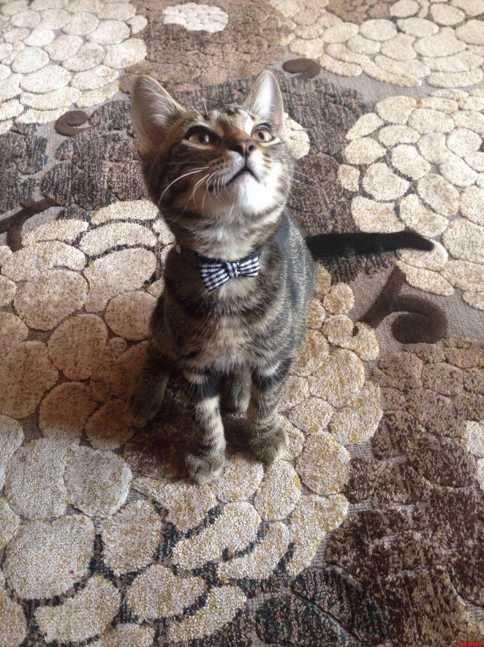 I Hear Bow Ties Make for Sophisticated Looks. Heres Henry the Classy Kitten.