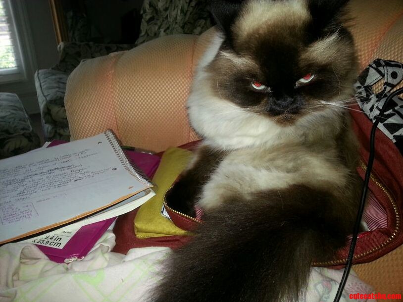 I Interrupted His Grooming Session