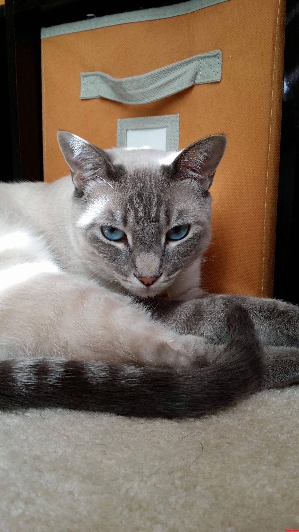 I Interupted Synysters Sleepy Times and Was Greeted with the Death Glare.