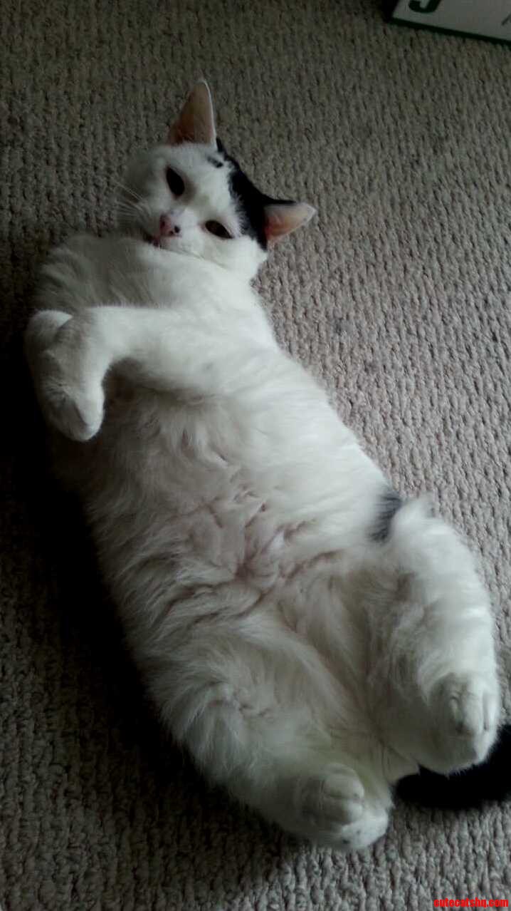 I Just Love Him