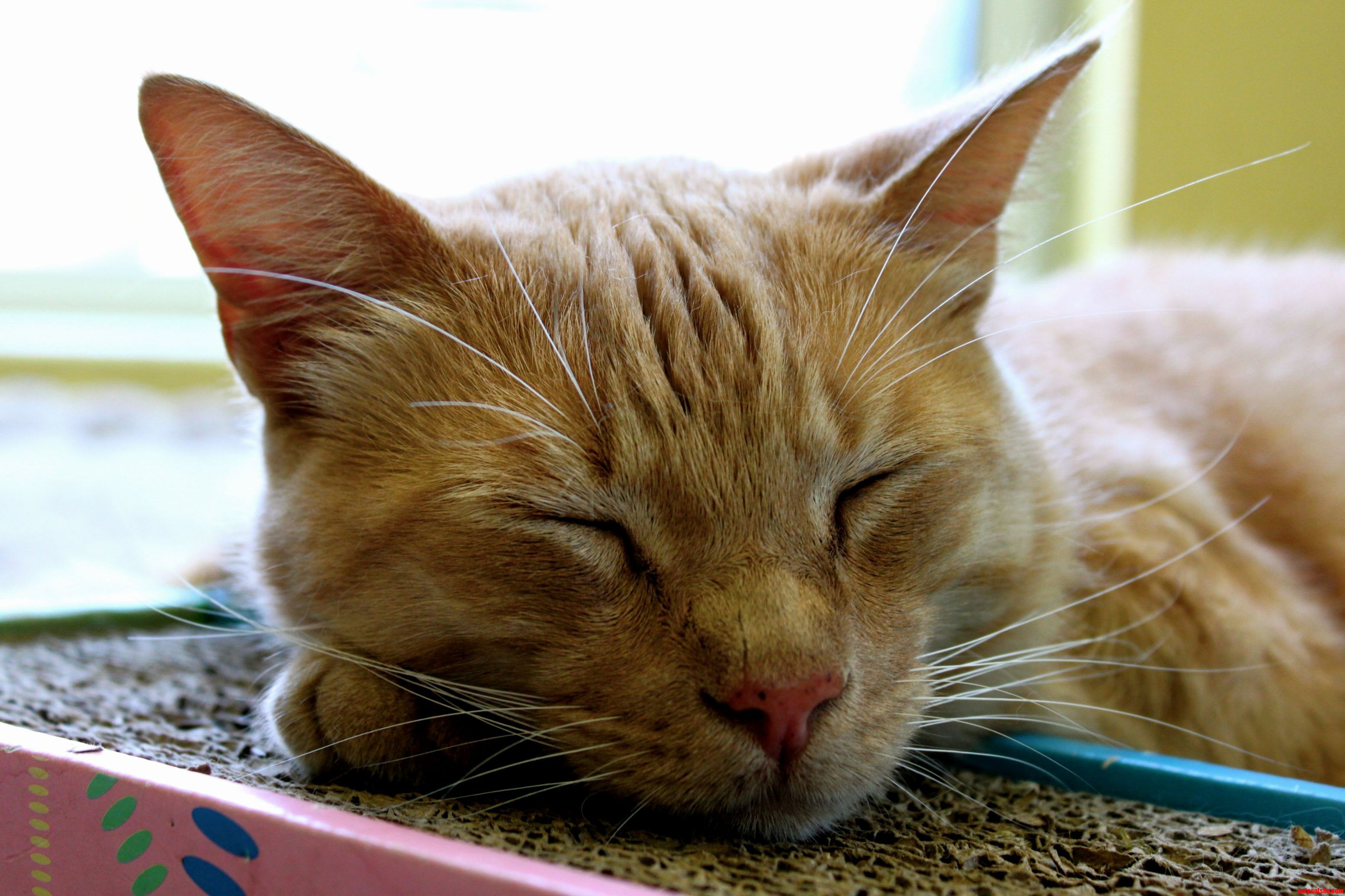 I Just Love Watching Him Sleep