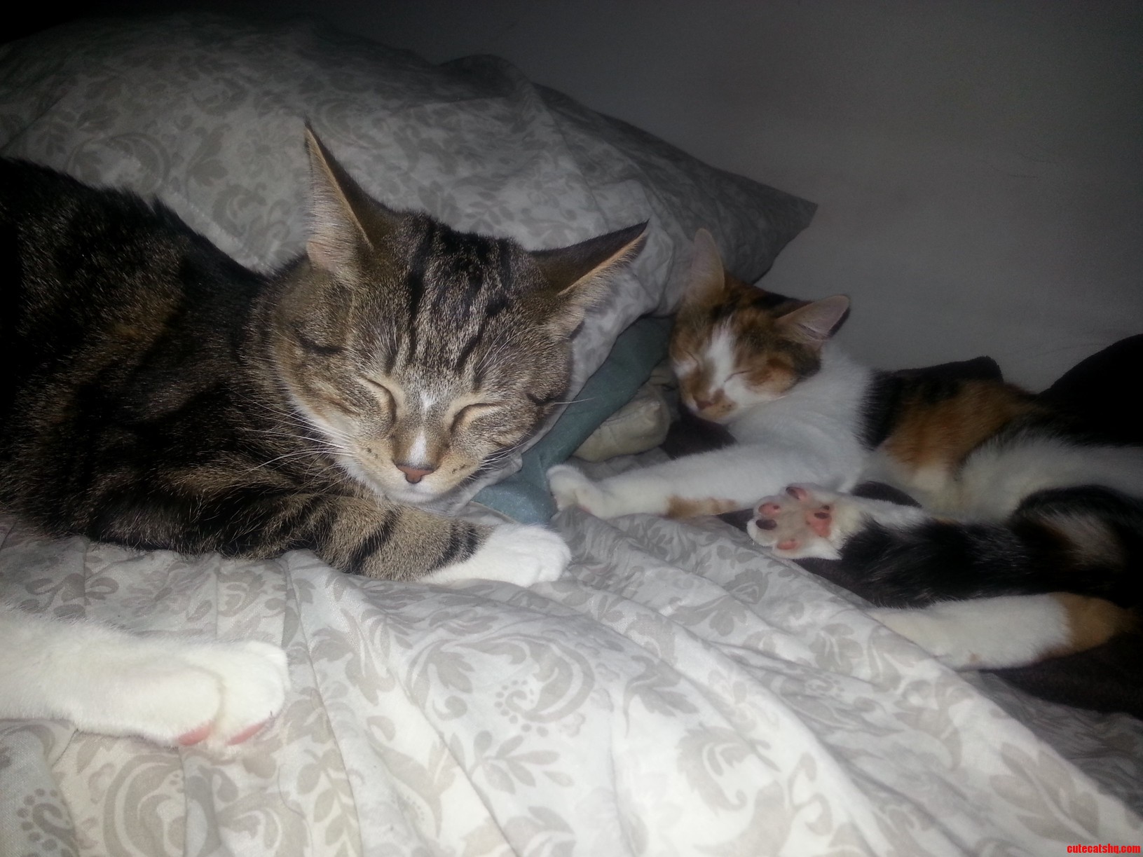 I Just Walked Into My Bedroom and Saw This