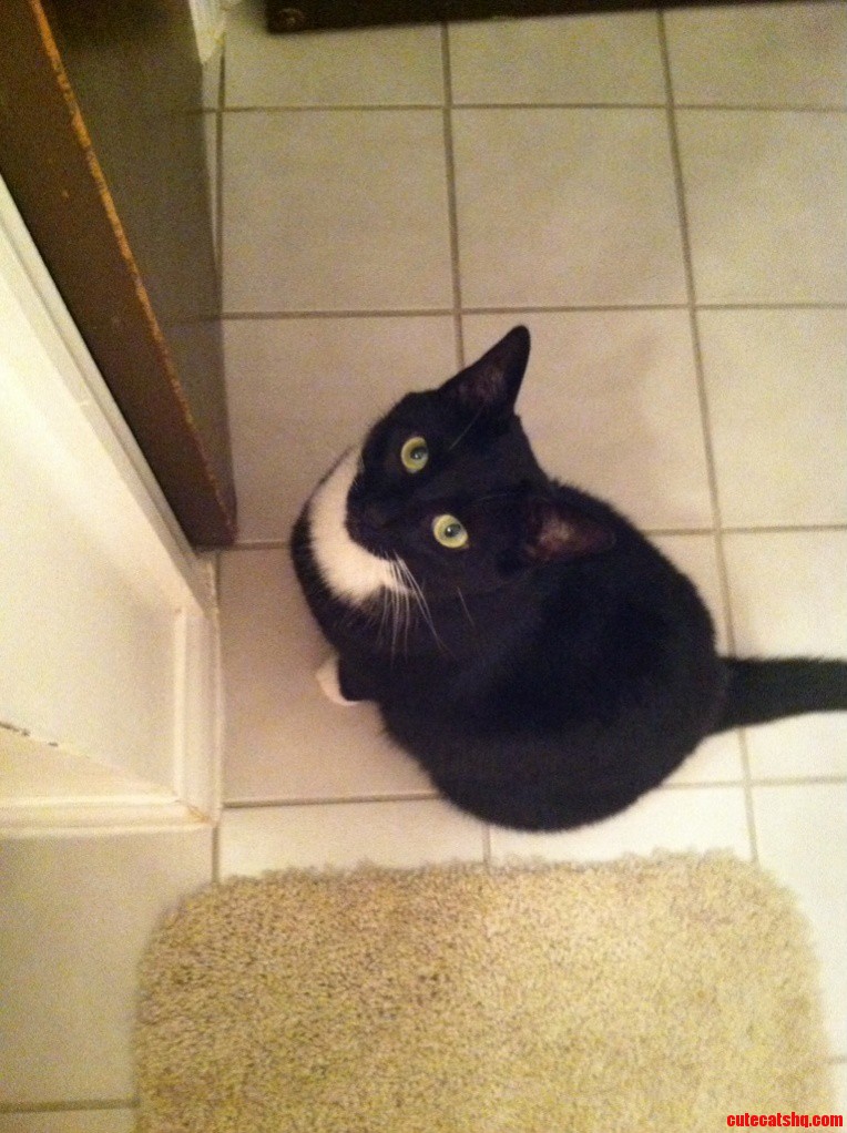 I May Be Biased but I Think My Cats Eyes Are Stunning.