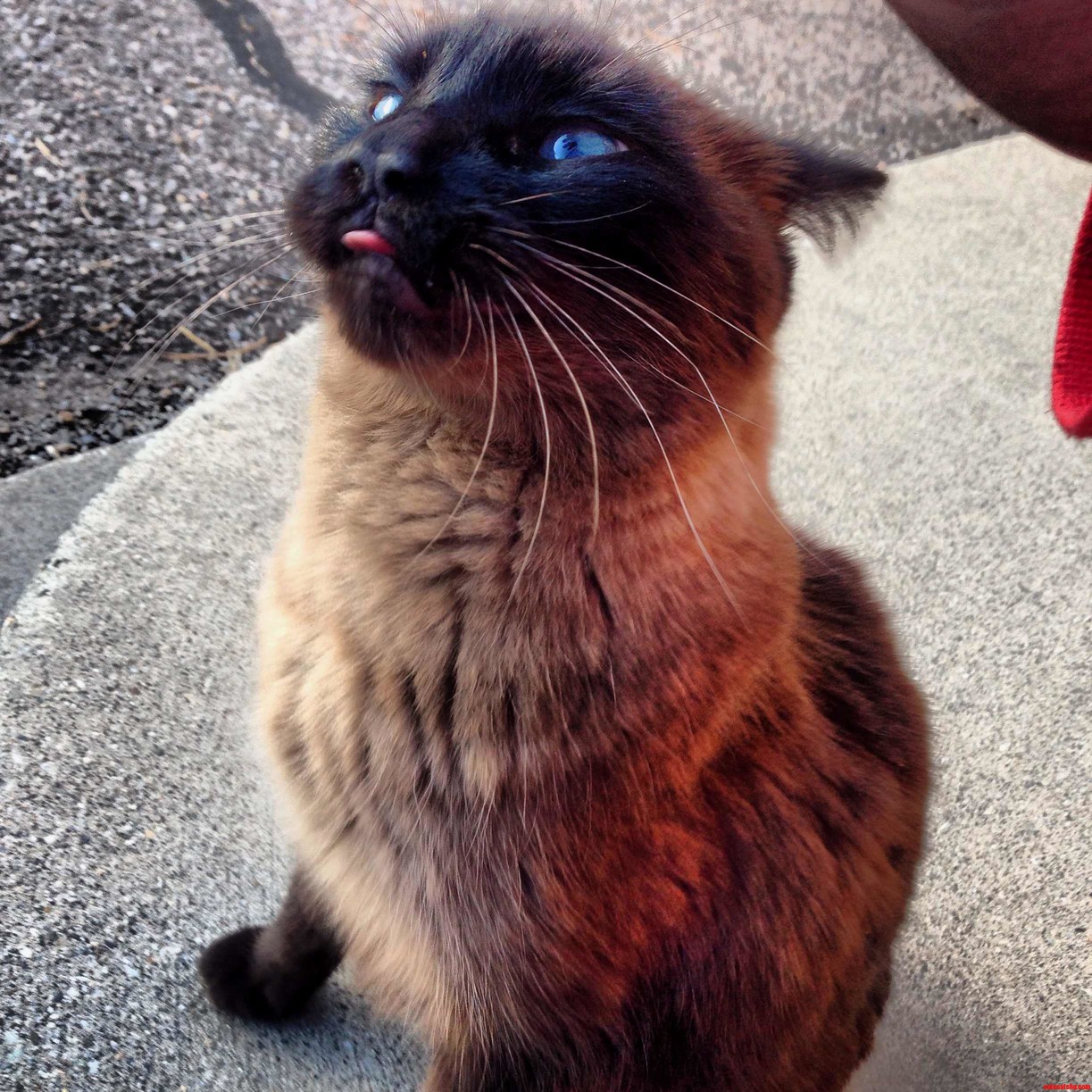 I Met This Cat Behind the Alley. He Was Happy to See Me.