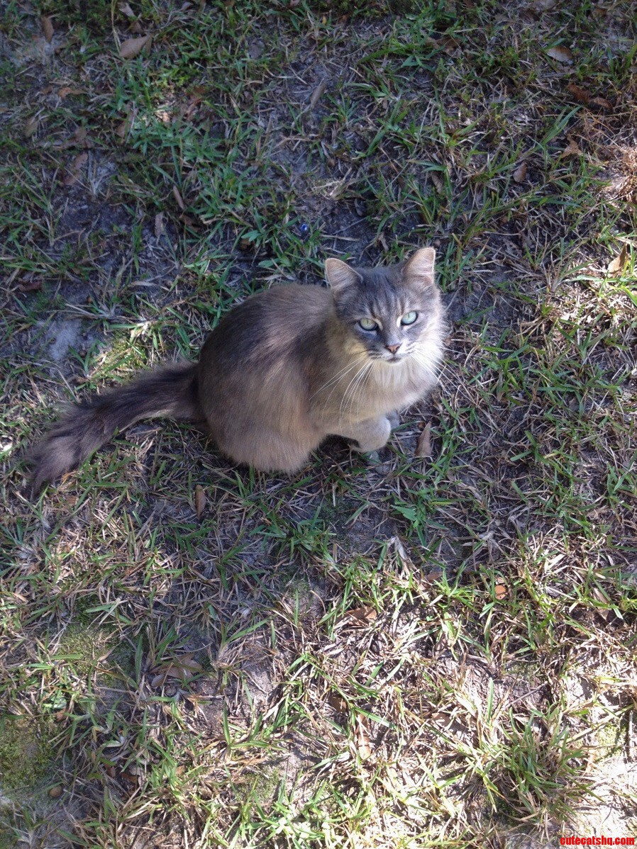 I Met This Cutie on a Walk Today.