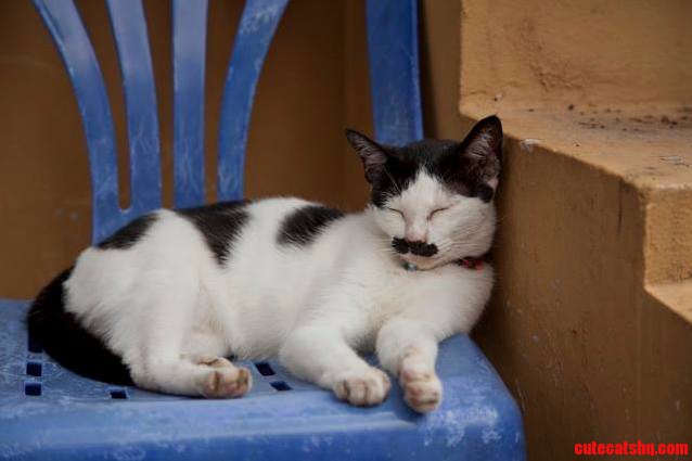 I Mustache You to Please Keep Petting Me.