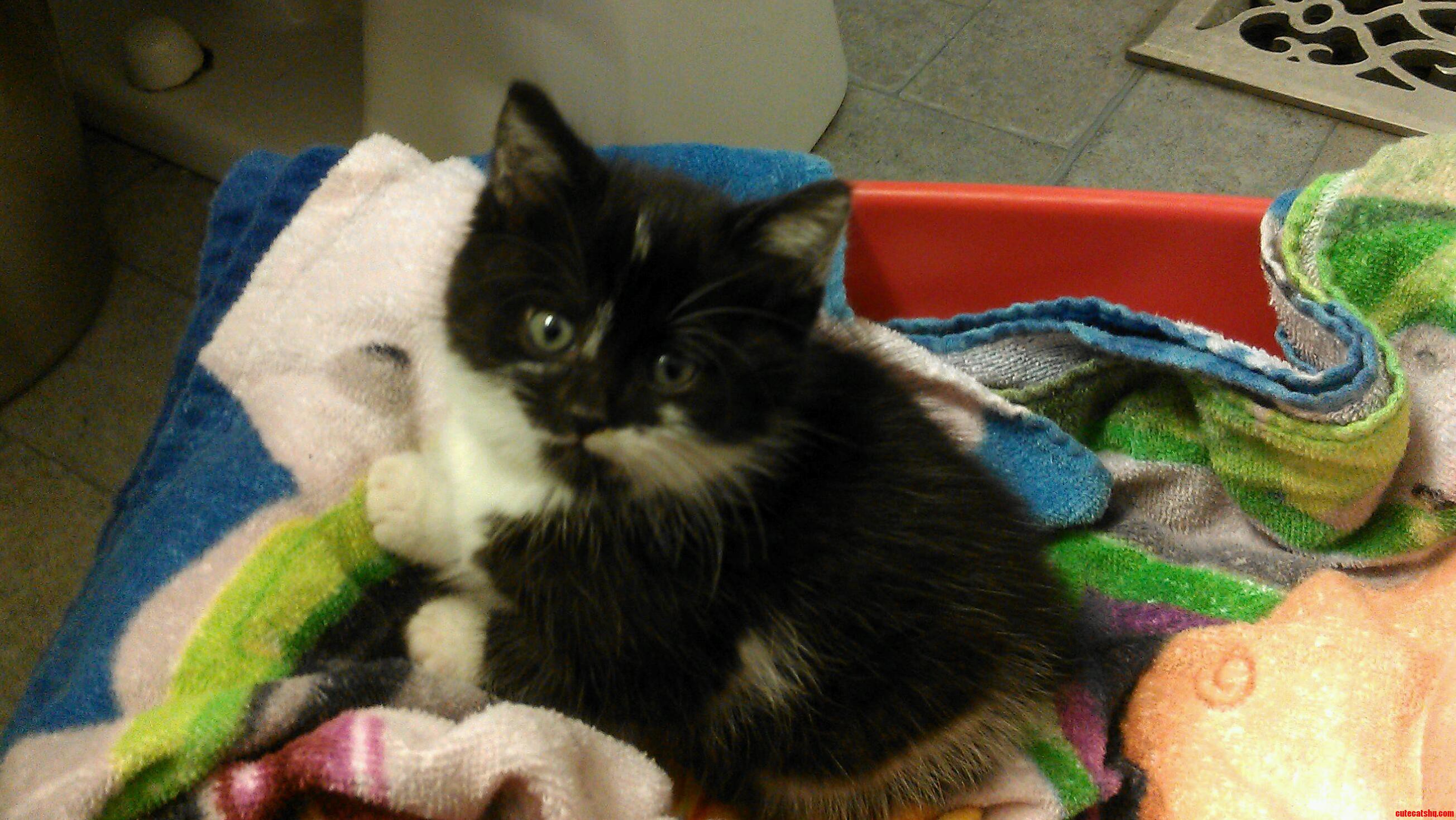 I Present My New Fuzzy Little Roommate.