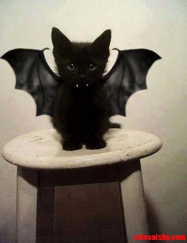 I Present to You Batcat