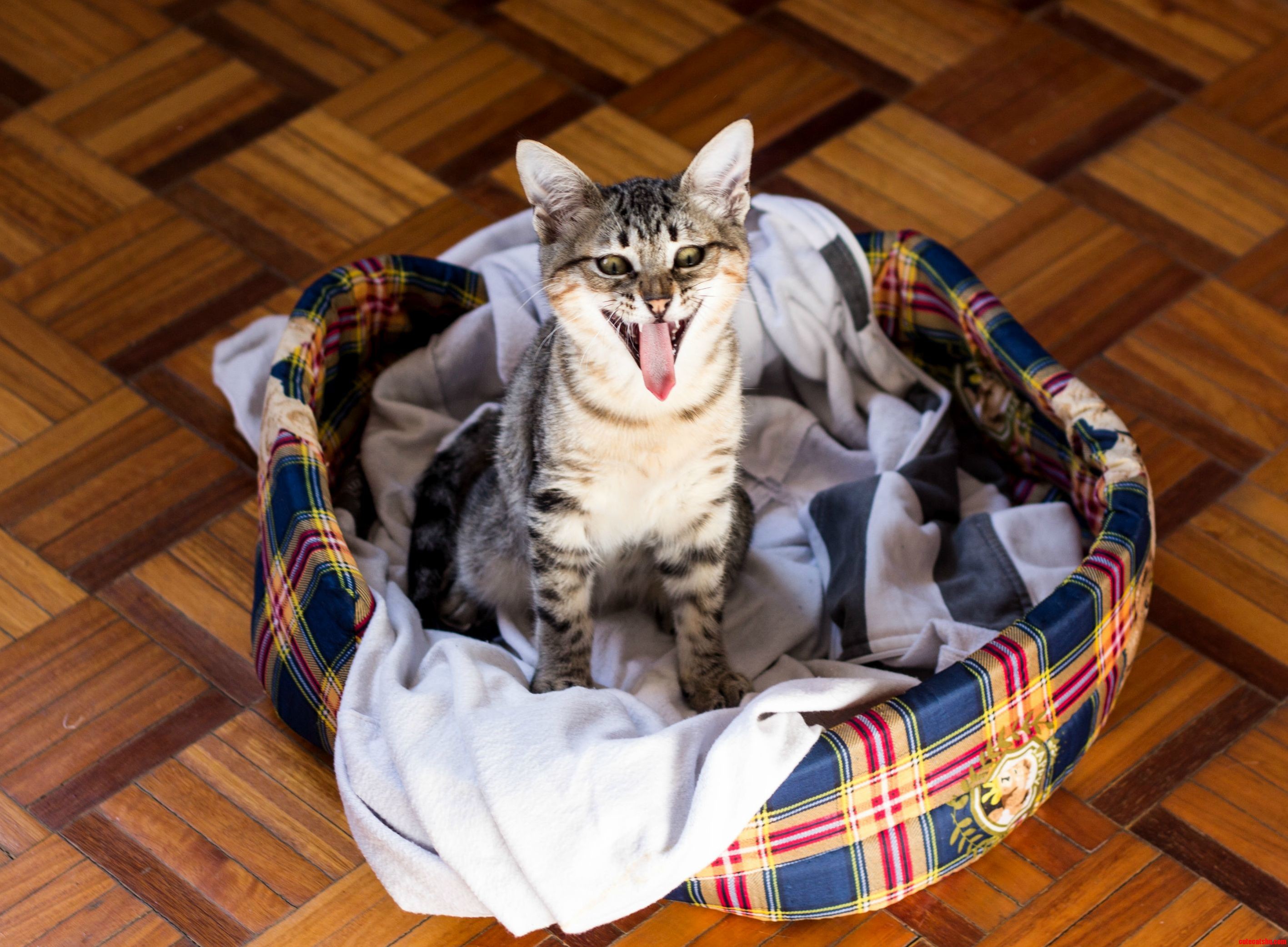 I Present You My Cat T Ogair.