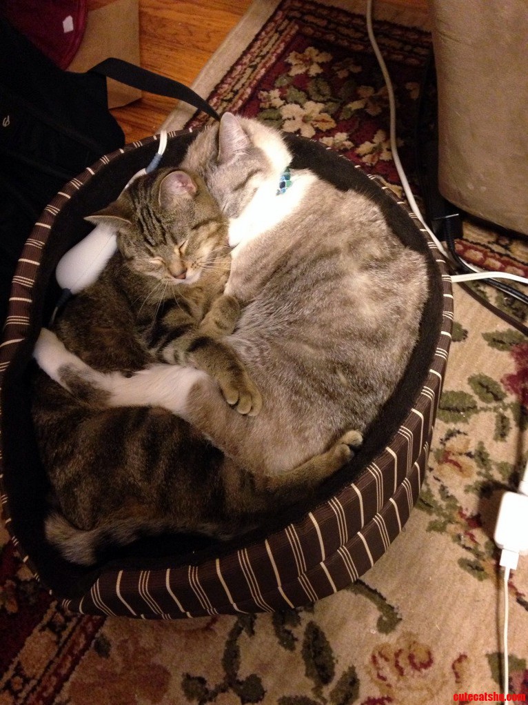 I Put a Heating Pad Under the Cushion of Their Bed and This Is What I Find