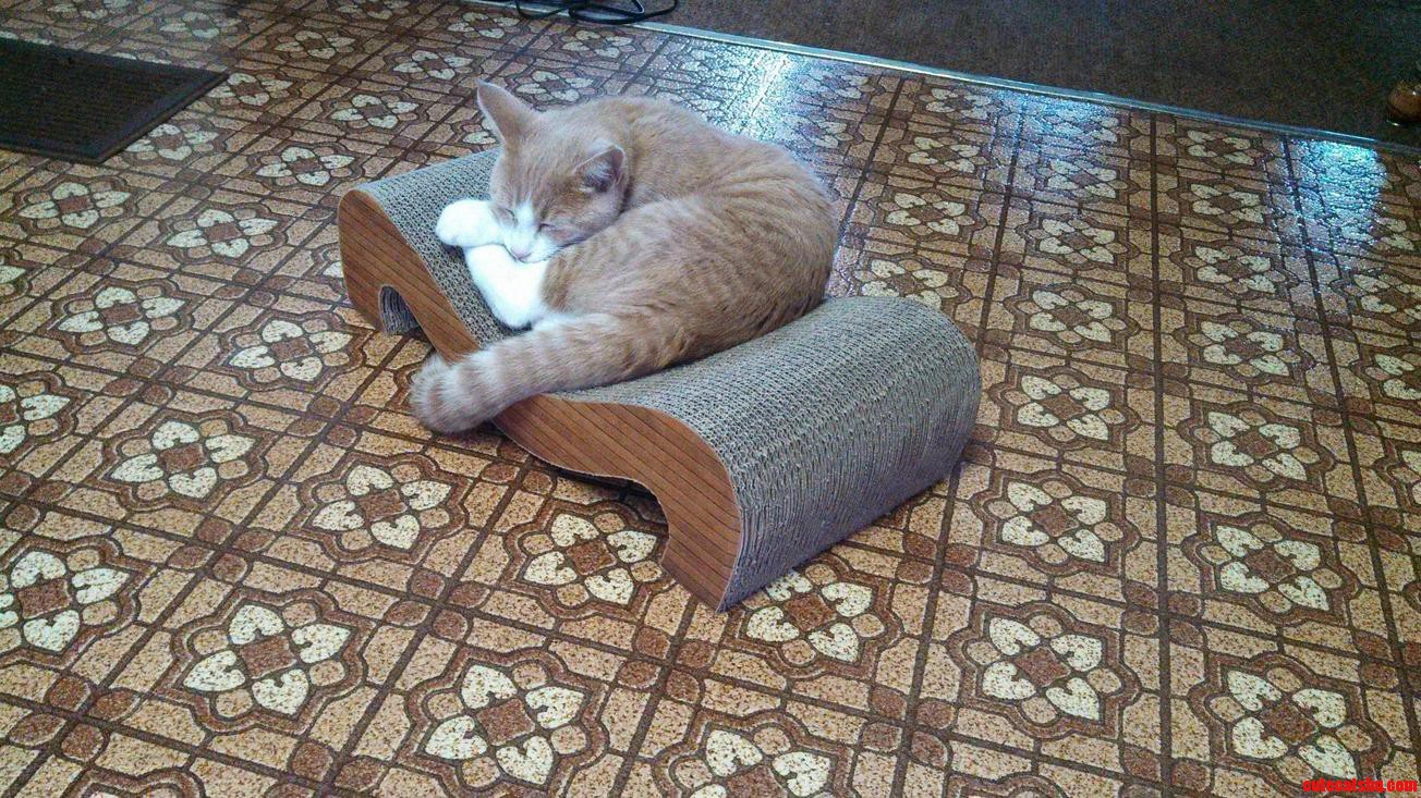 I Put Catnip on the Scratcher. This Was His Reaction.