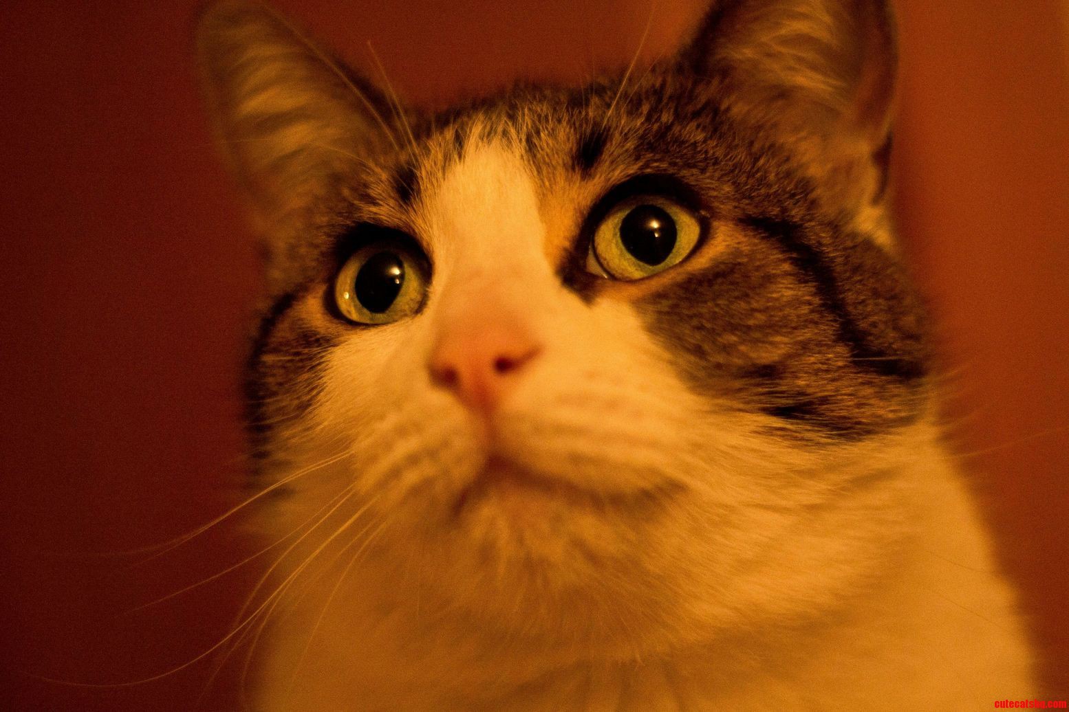 I Really Dont Like Cats but Shes So Sweet.