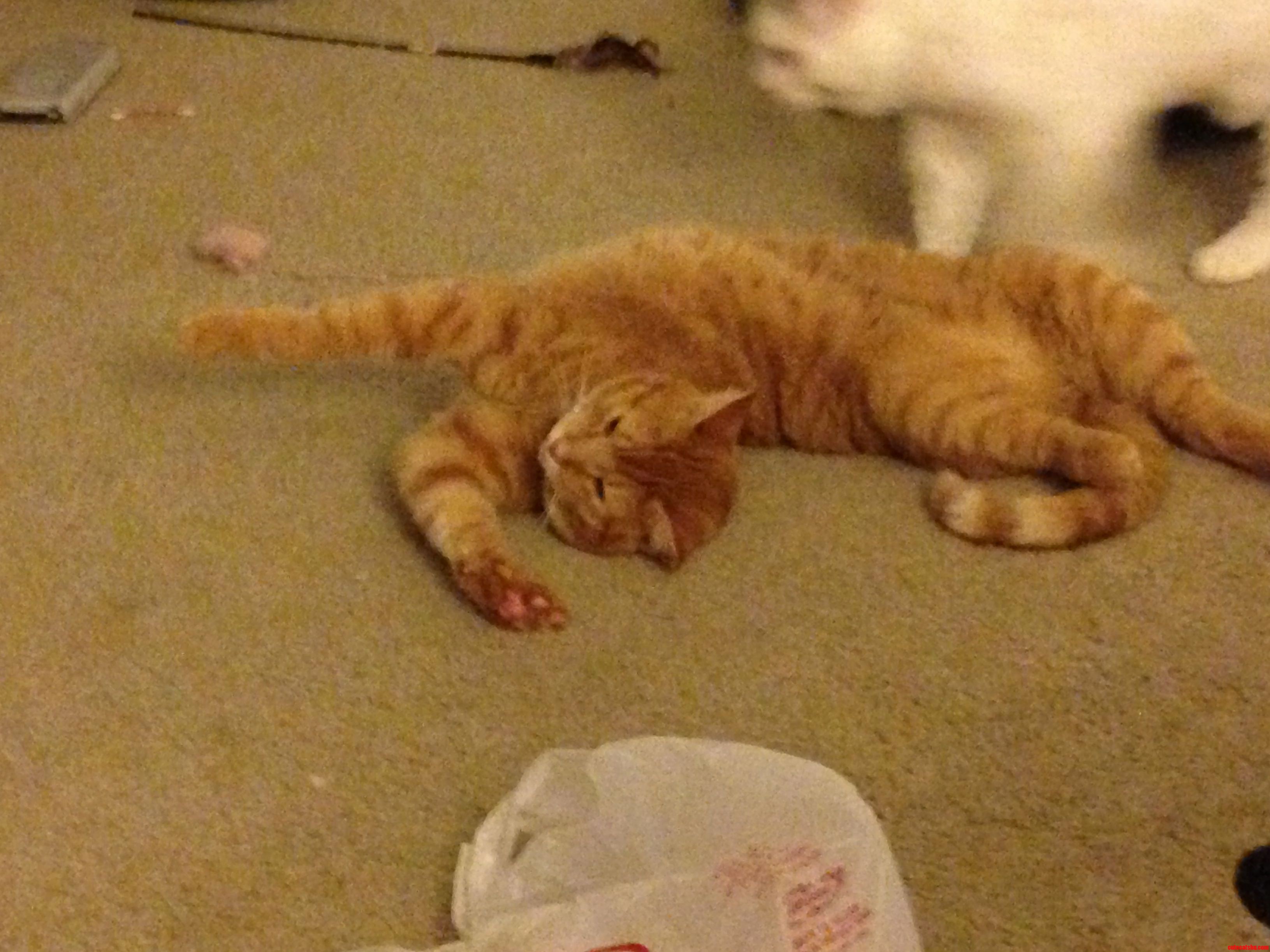 I Refuse to Believe Thats a Comfortable Way to Sleep.