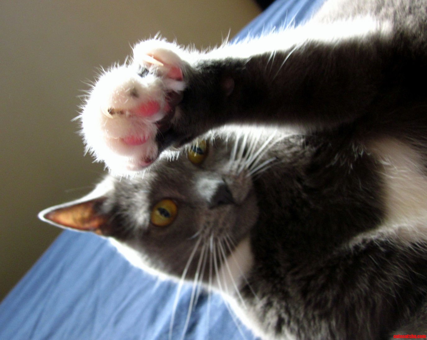 I Said No Pictures