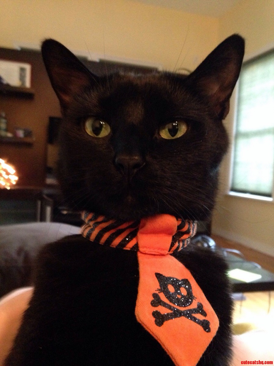 I See Your Cat with a Bow Tie...heres Mine Rocking a Tie