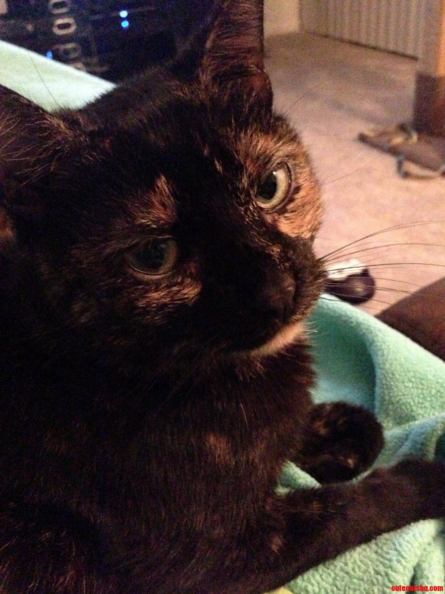 I Sneezed and My Cat Looks at Me Like This