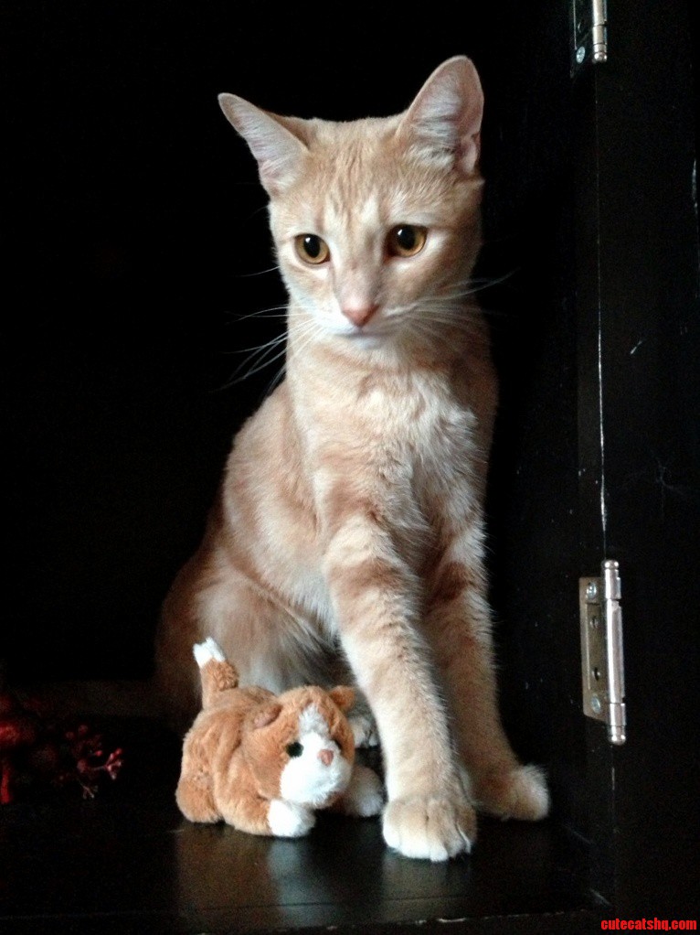 I Think Cheeto and Cypress Might Be Twins. This Is One Damm Mellow Cat Too