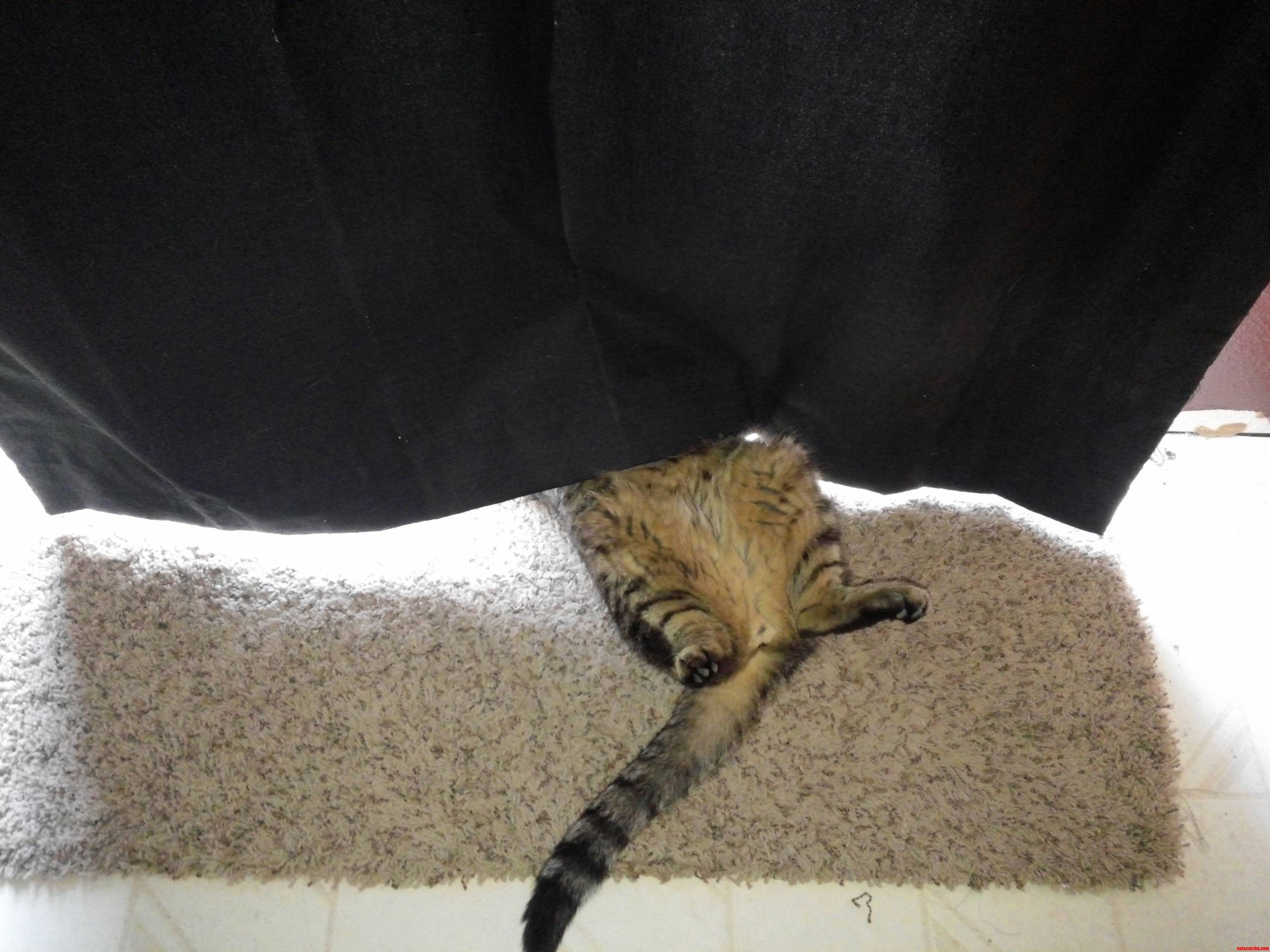 I Think Hes Just Sunning His Upper Half... or Hes Possibly Dead.