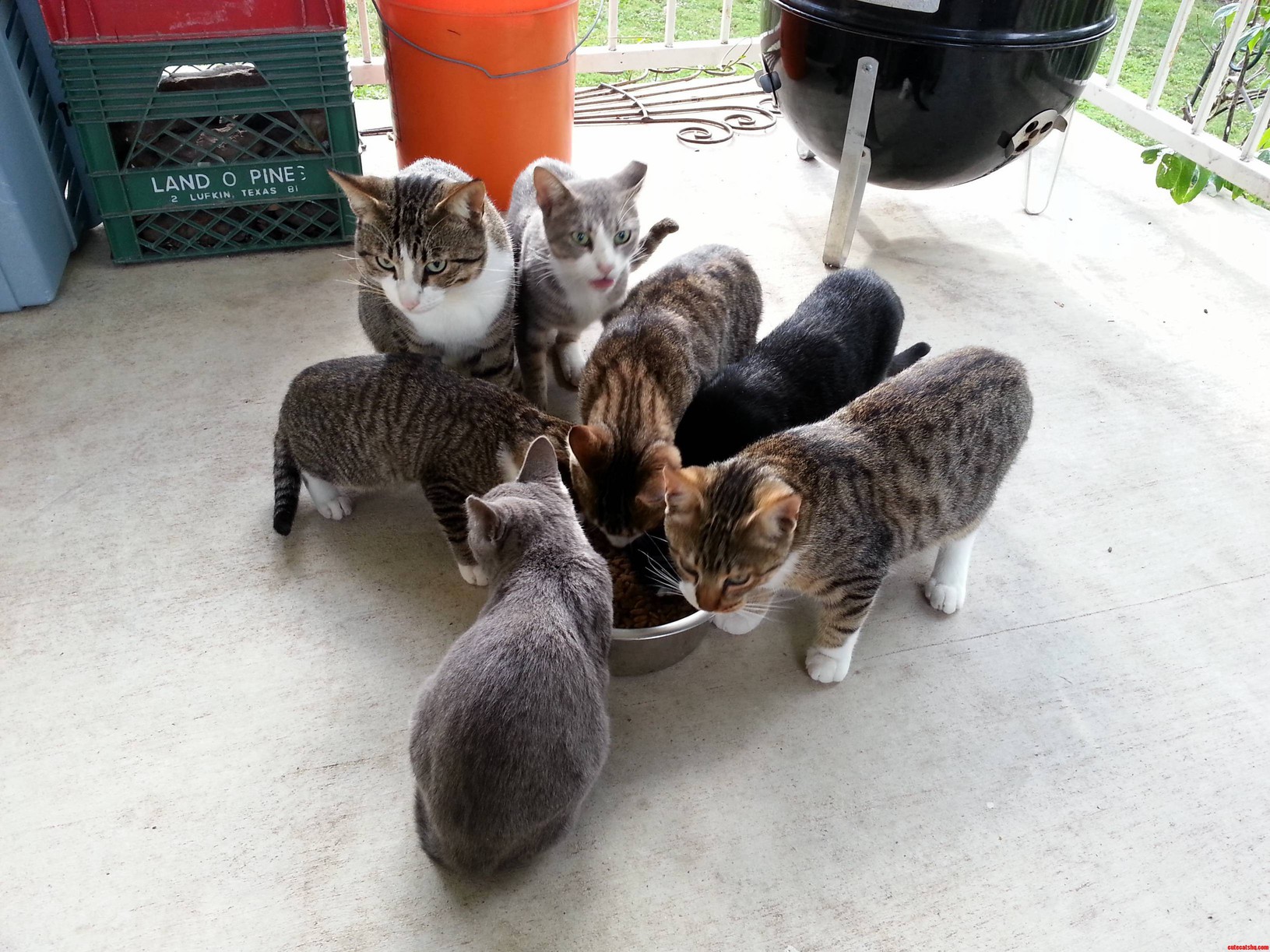 I Think I Need a Bigger Bowl...