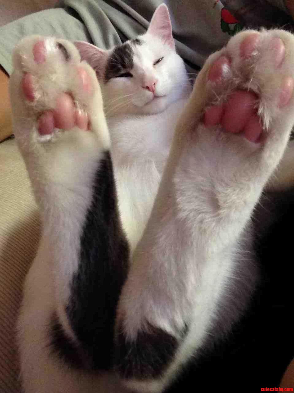 I Think My Buddy Is Part Rabbit