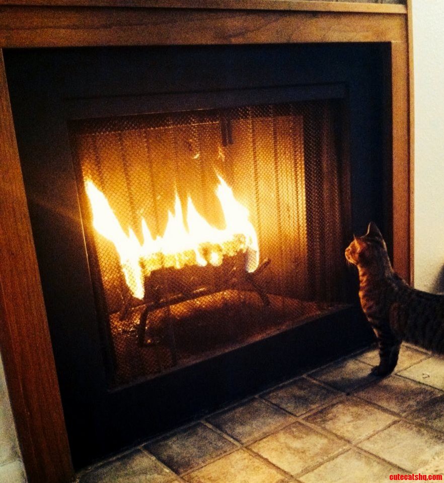 I Think My Cat Butter Likes the Fire We Have Going.