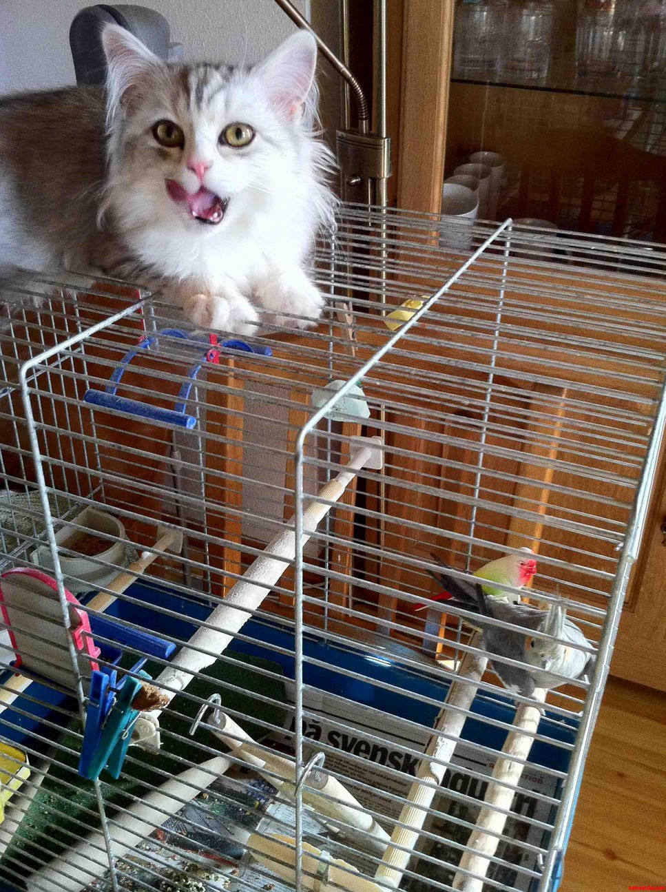 I Think My Cat Has Something Planned for My Gfs Parents Bird O
