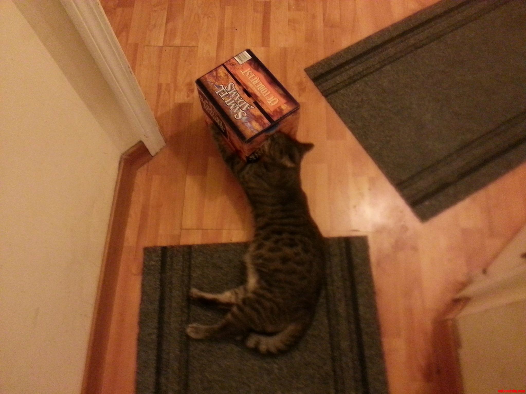 I Think My Cat May Have a Problem....