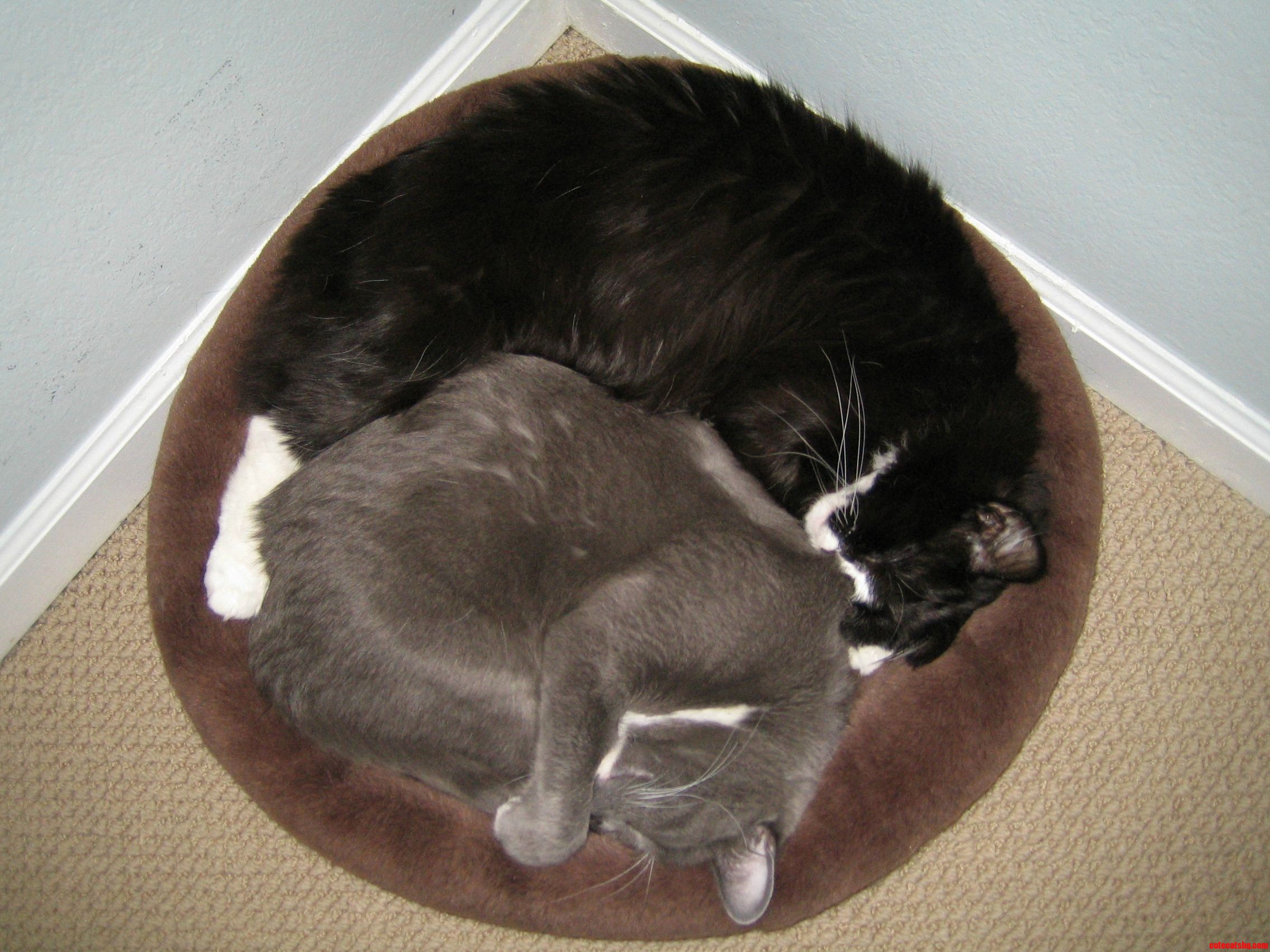 I Think the Boys Need a Bigger Bed