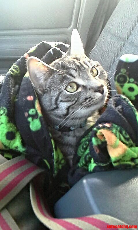 I Took My Cat Canada to My Parents House This Weekend