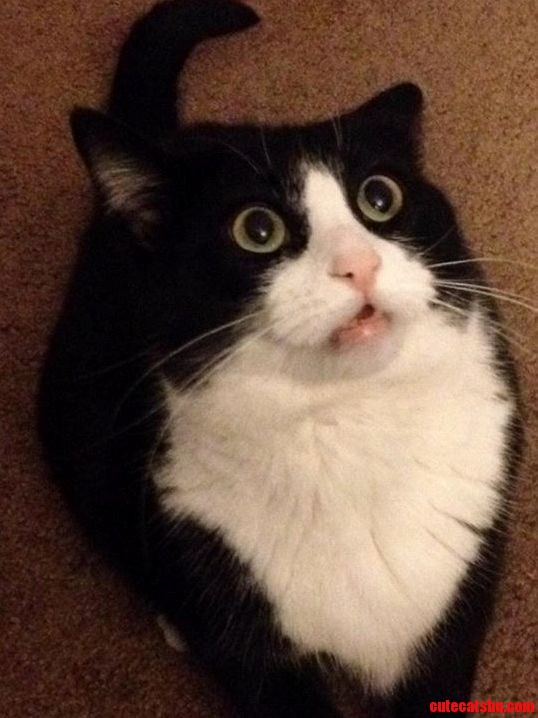 I Took This Picture of My Cat While She Was Waiting for Me to Throw Her Ball.