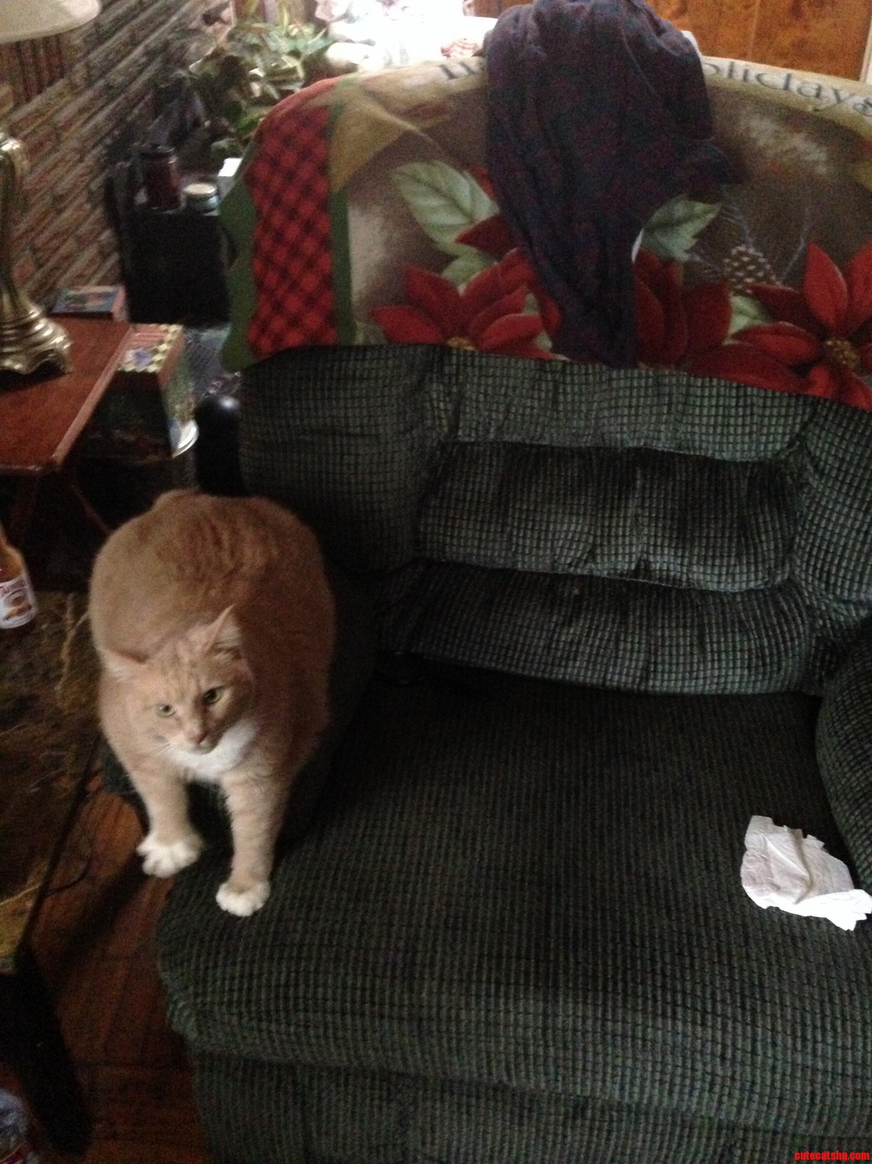 I Tried to Capture the Size of My Cat Compared to Other Objects to Show How Massive He Is