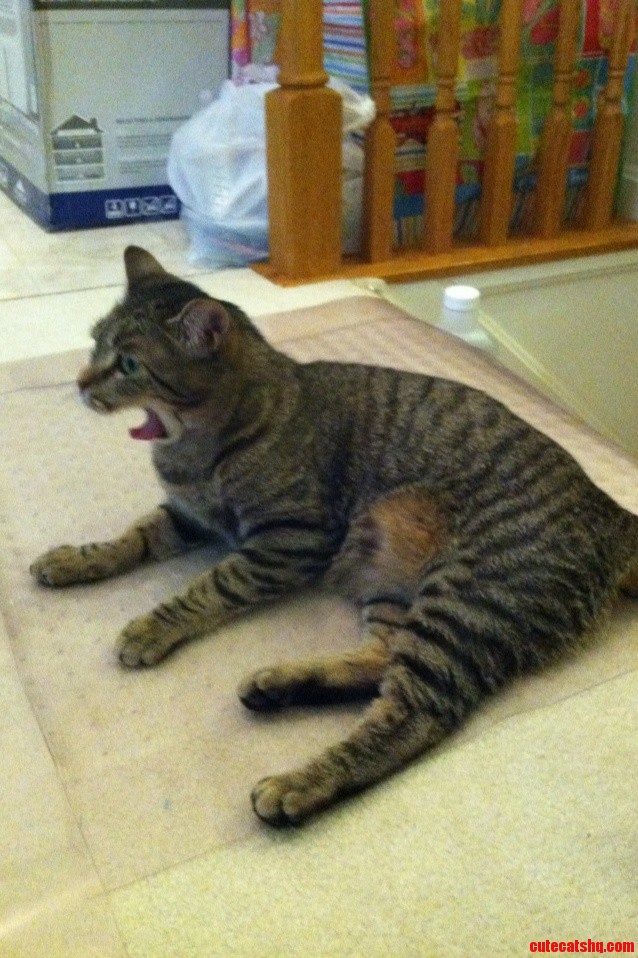 I Tried to Get a Picture of My Cat Yawning I Got This Instead.