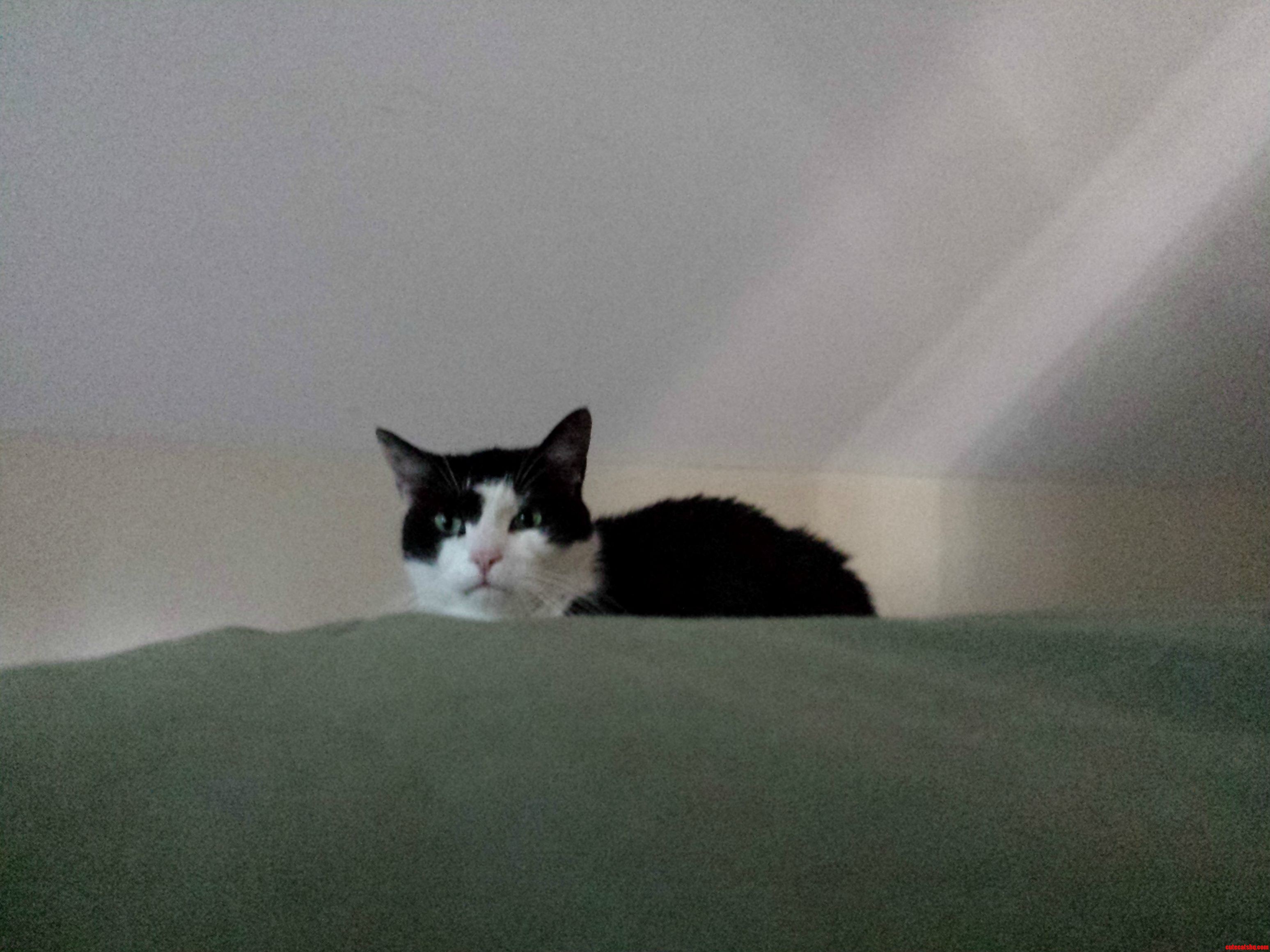 I Wanted to Take a Cute Picture of My Cat