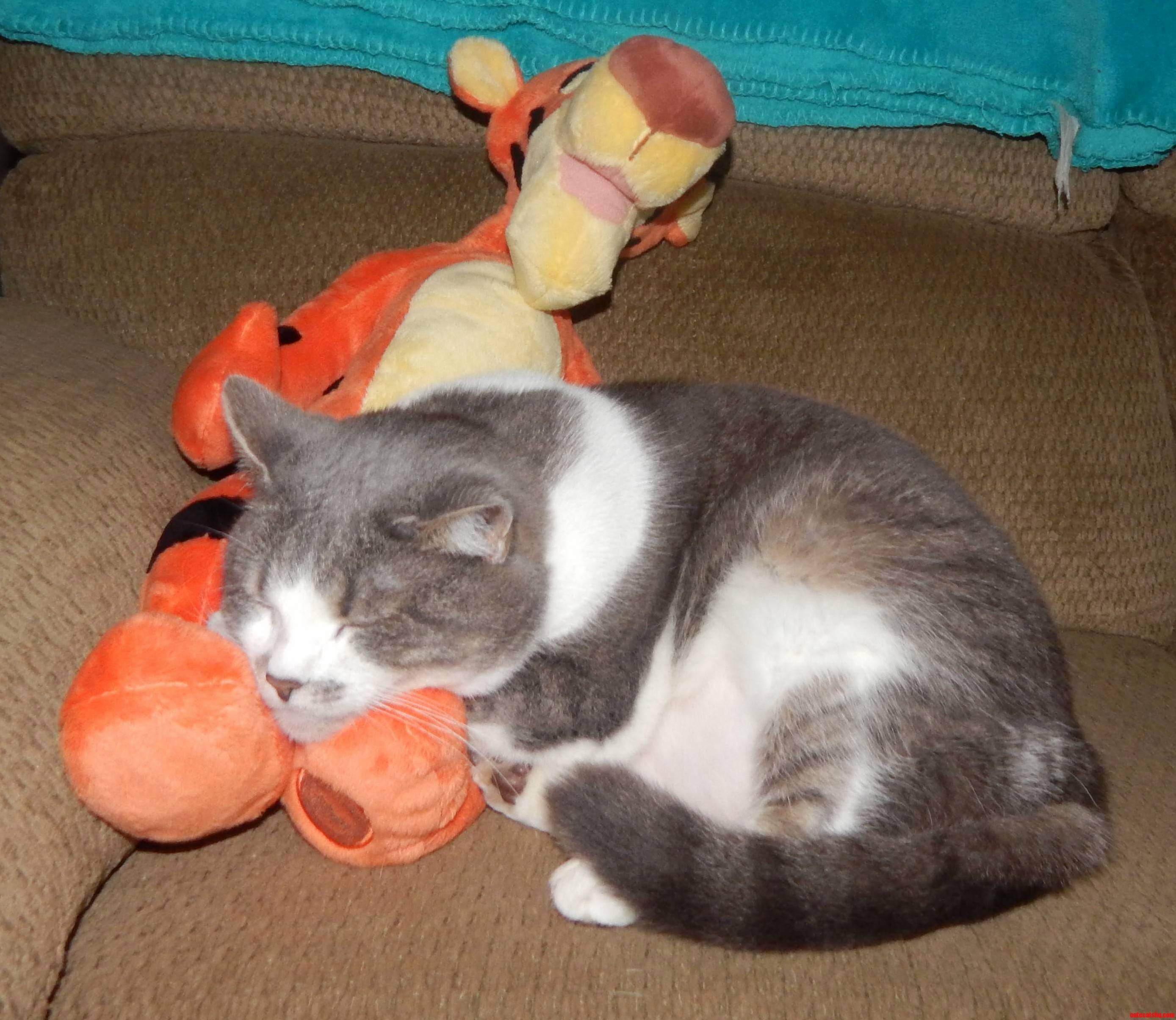 I Was Busy So She Decided to Take One of Her Many Naps with Tigger Today.