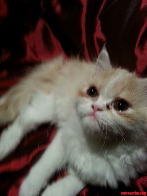 I Wasnt Sure If I Wanted a Cat or a Dog
