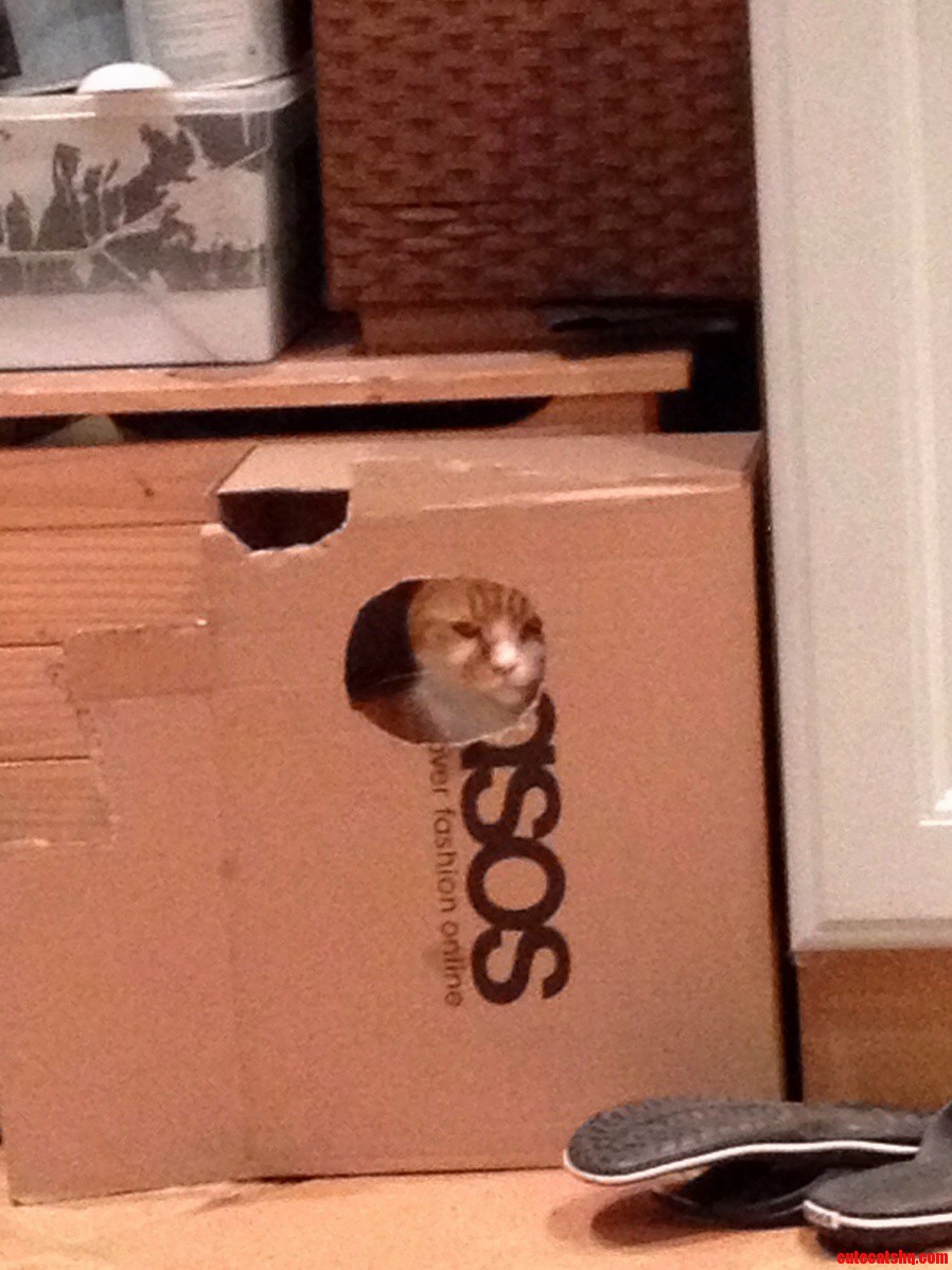 I Will Forever Stand Guard on My Territory....for I. Am. Gayface.
