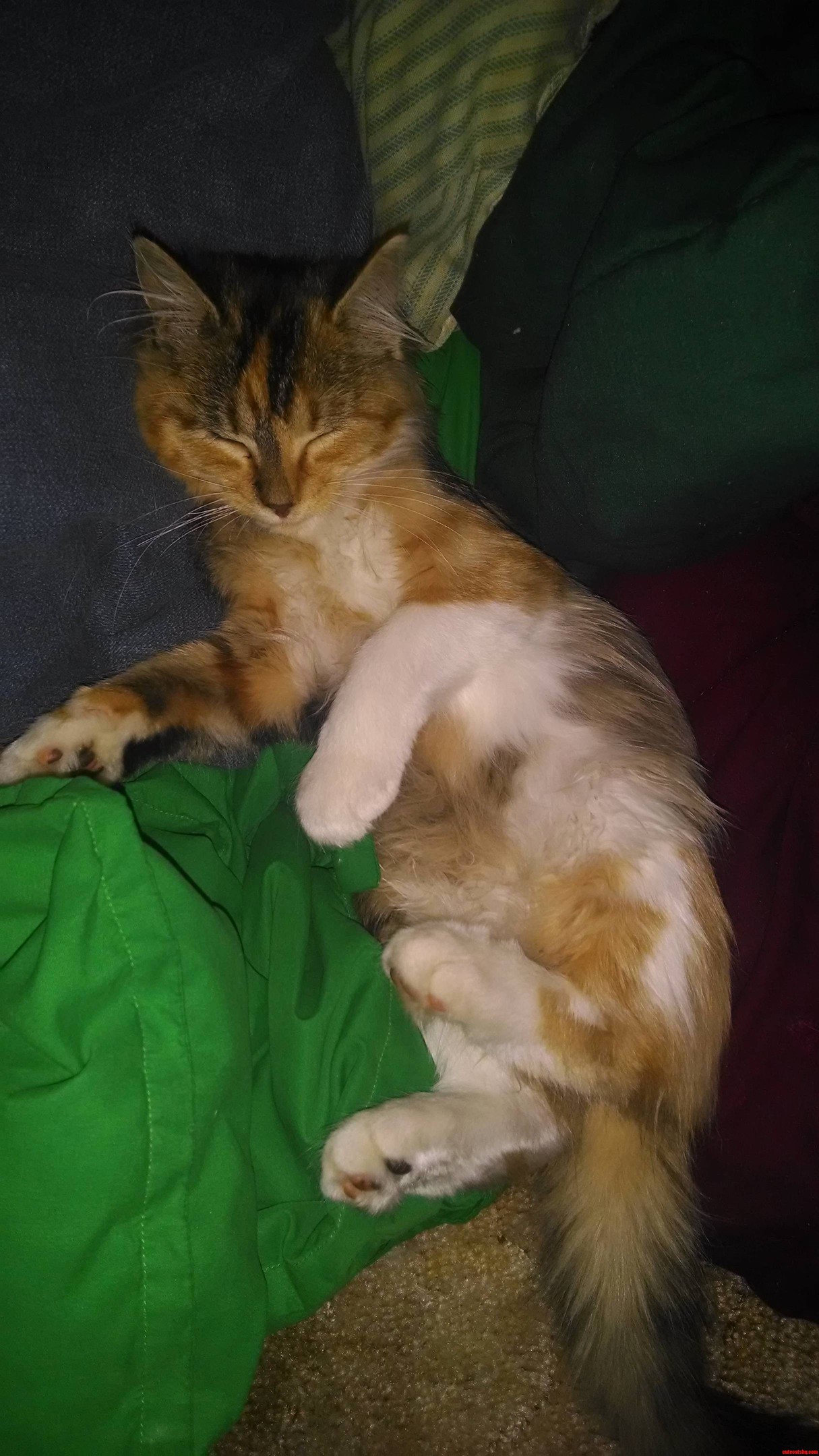 I Wish I Could Be This Comfortable